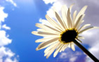 Summer wallpapers27